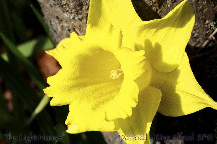 King Alfred Daffodil