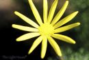SU07chrysanthemum