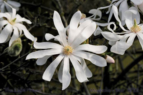 star magnolia 480