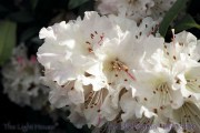SP30rhododendronpink