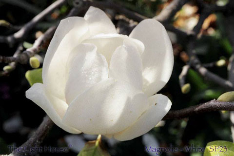 white magnolia 480